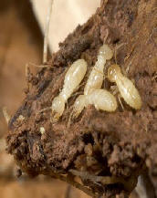 workertermitepicture.jpg